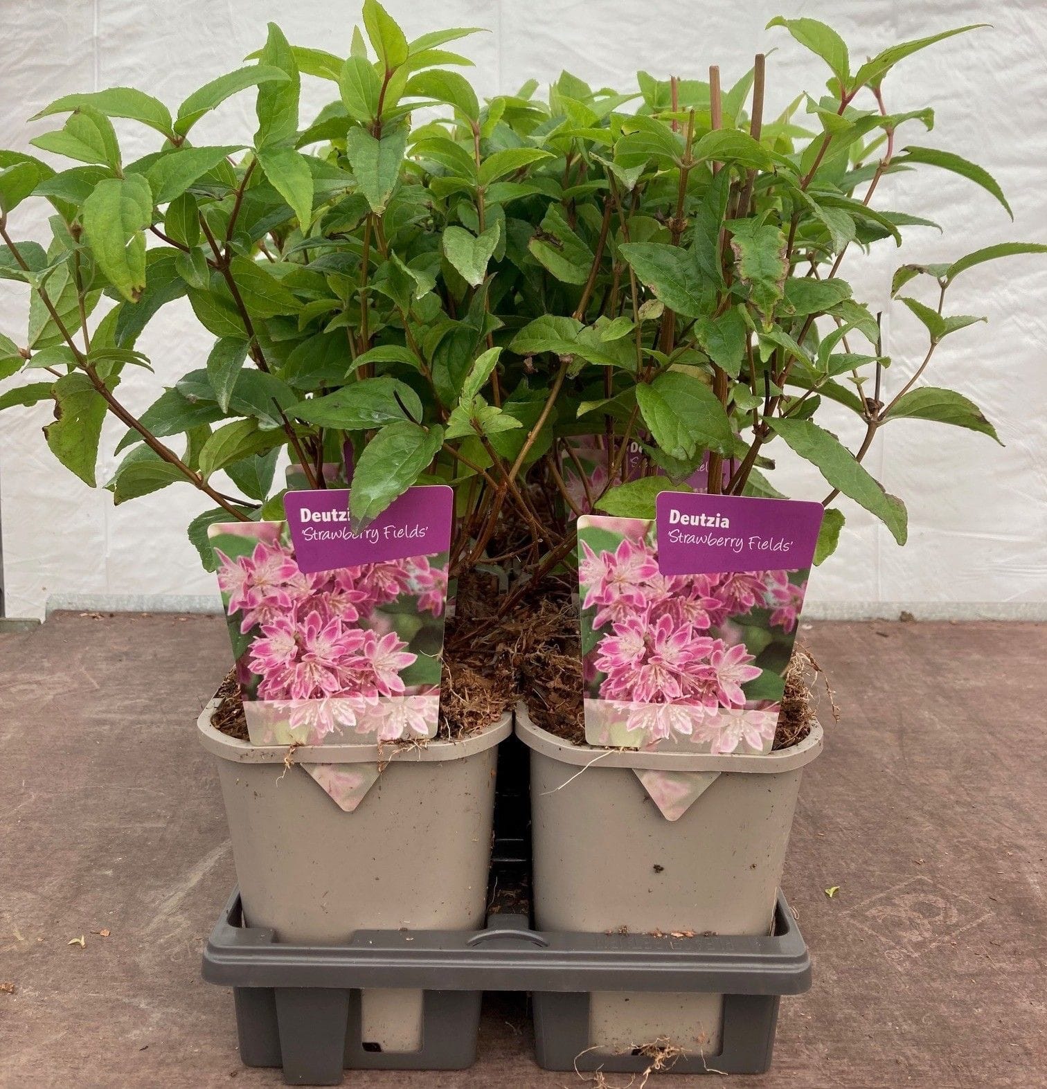 Deutzia x hybrida 'Strawberry Fields'