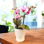 Phalaenopsis MyMonro Make Up (Diva Pink Blush)