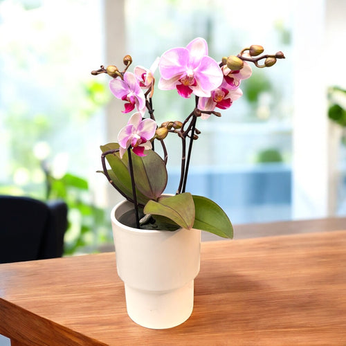 Phalaenopsis MyMonro Maquillage (Diva Rose Blush)