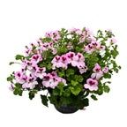 Muscate antitantari  - Pelargonium 'Angel Daisy’