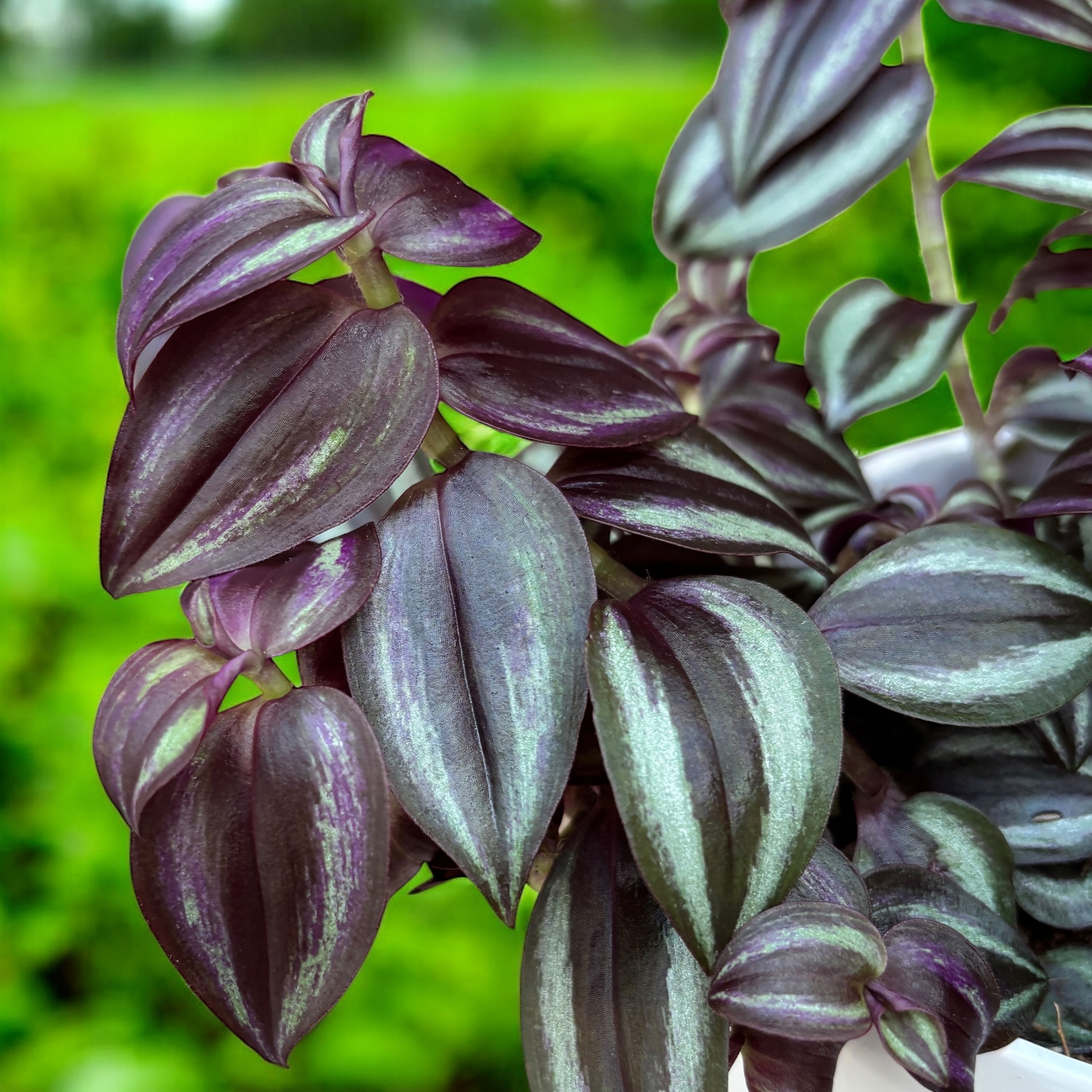 Tradescantia zebrina ‘Purple Passion’