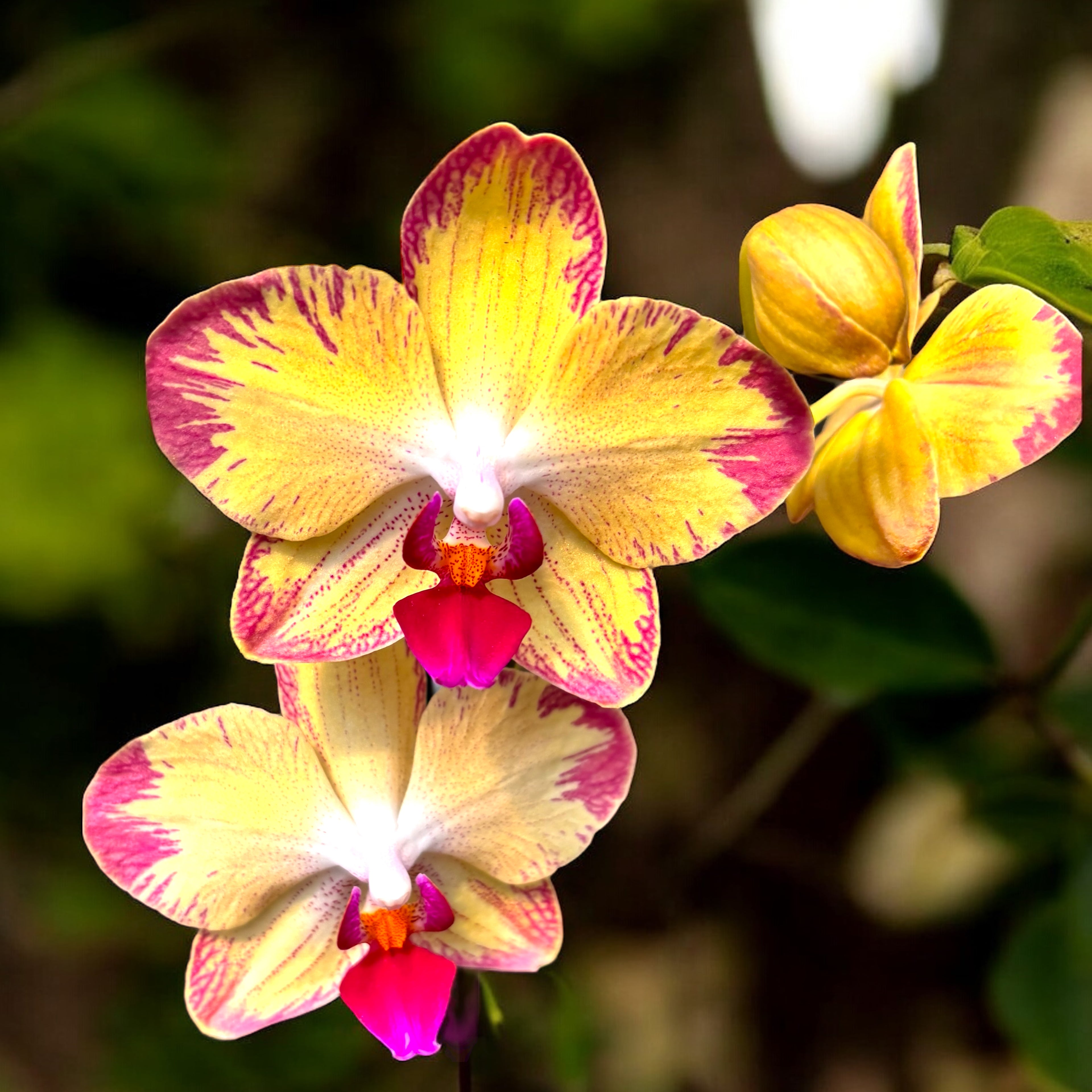 Phalaenopsis Papagayo (Phal. King Shiang's Rose x Phal. King Shiang's Star)
