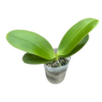 Phalaenopsis Sogo Grape - flori parfumate