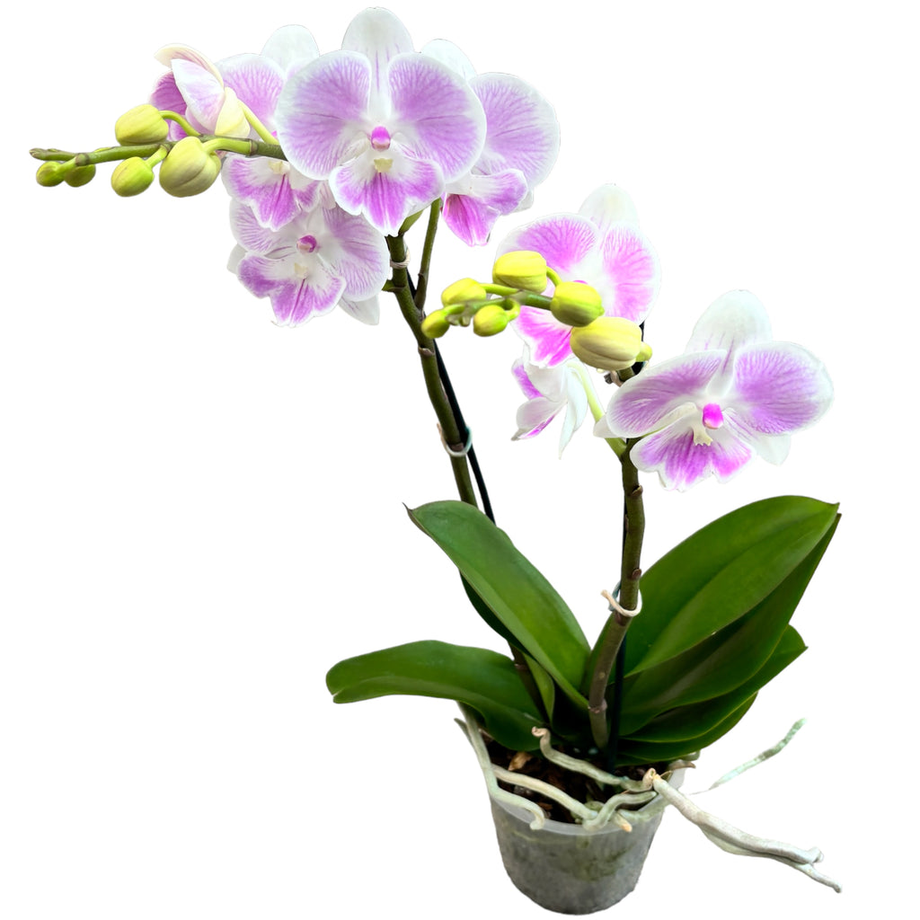 Phalaenopsis Xanadu - big lip
