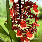 Colmanara Tamiya - dišeča