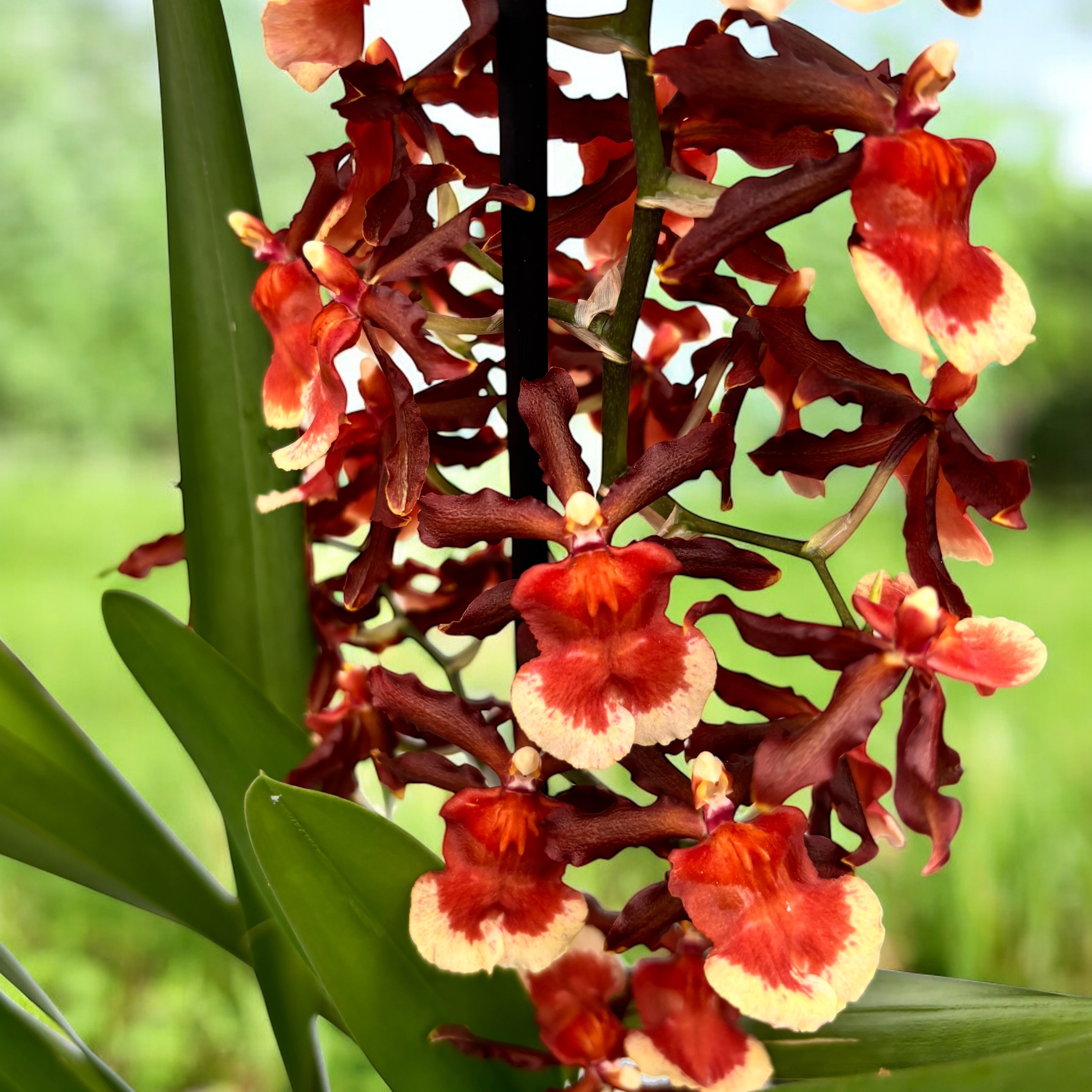 Colmanara Tamiya - duftend