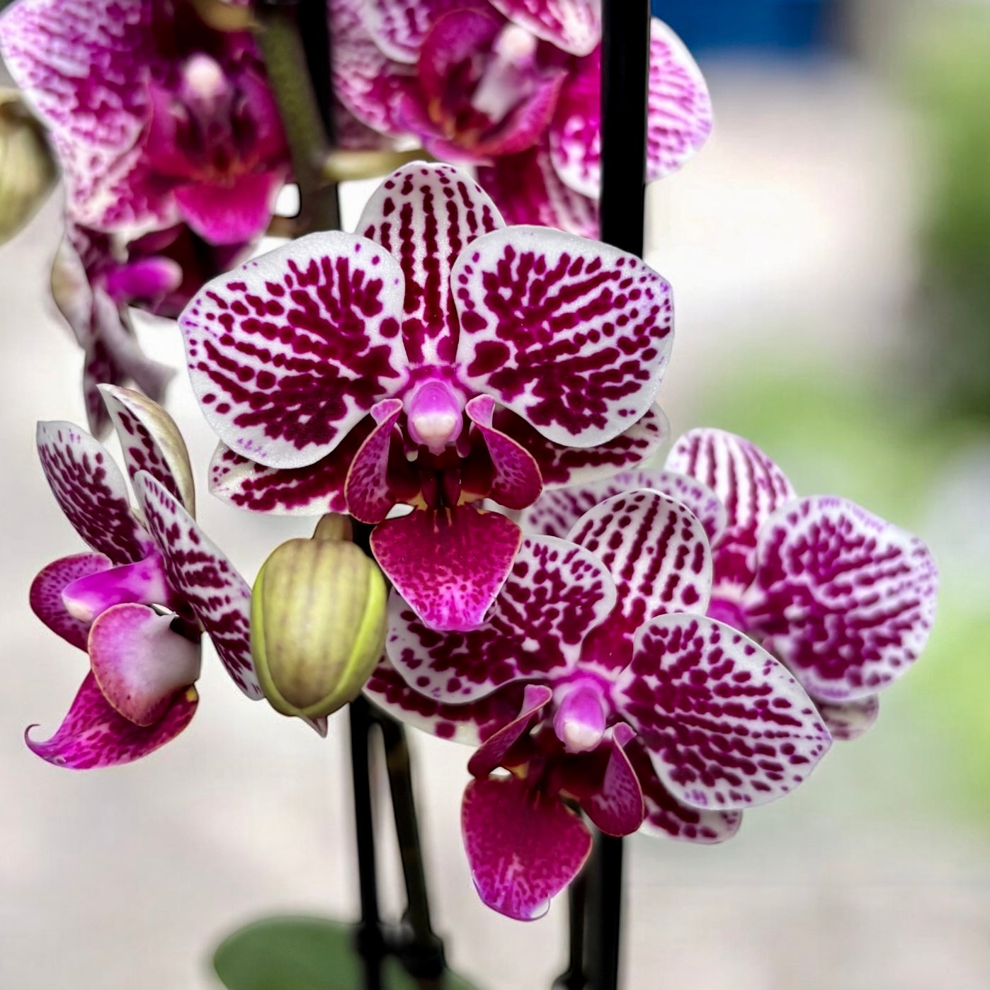 Phalaenopsis ‘Chian Xen Diamond’