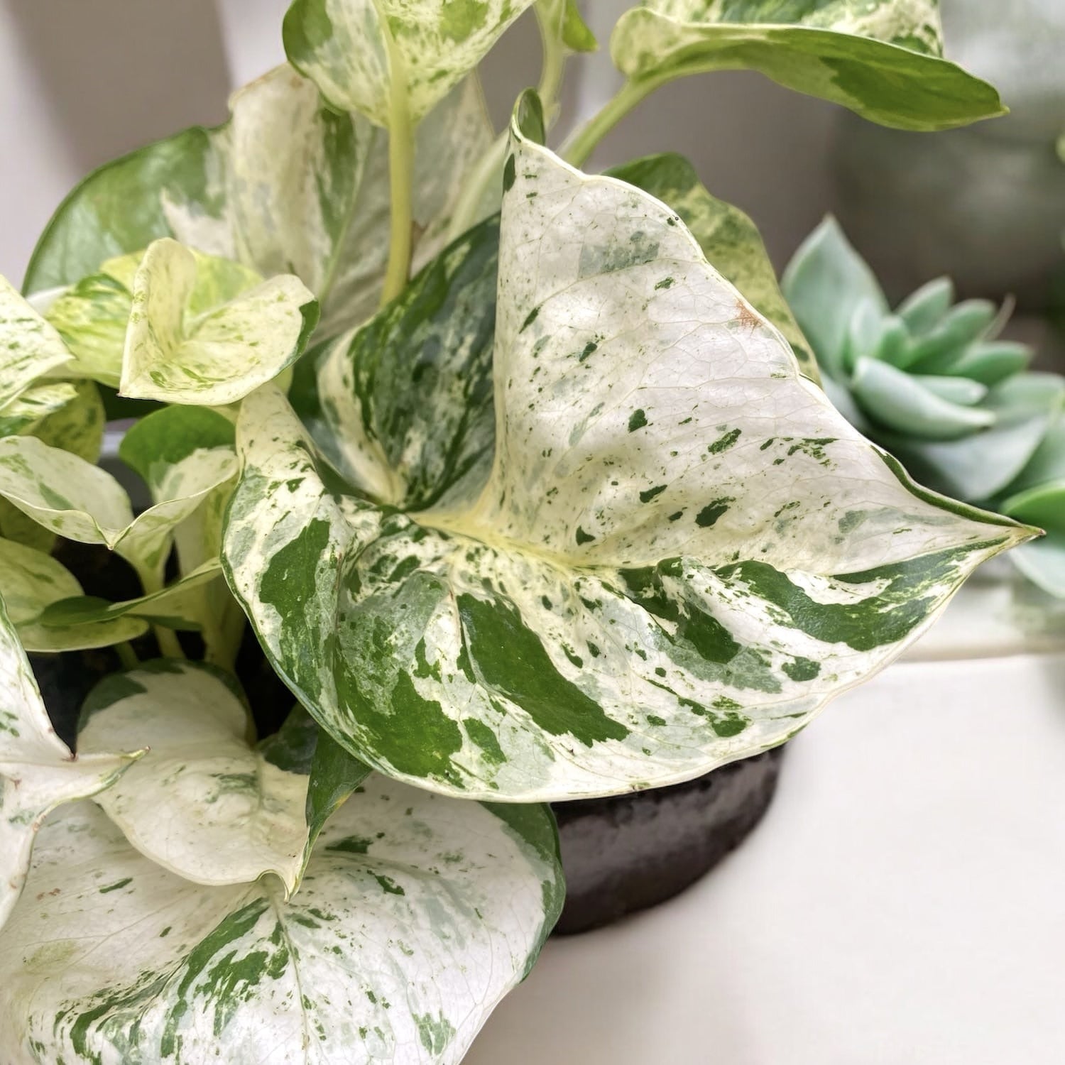 Epipremnum aureum ‘Manjula’ (Happy Leaf) 3-4 plante/ghiveci