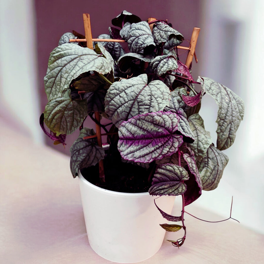 Cissus discolor ‘Floramag Violet Vine’