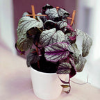 Cissus discolor « Floramag Violet Vine »