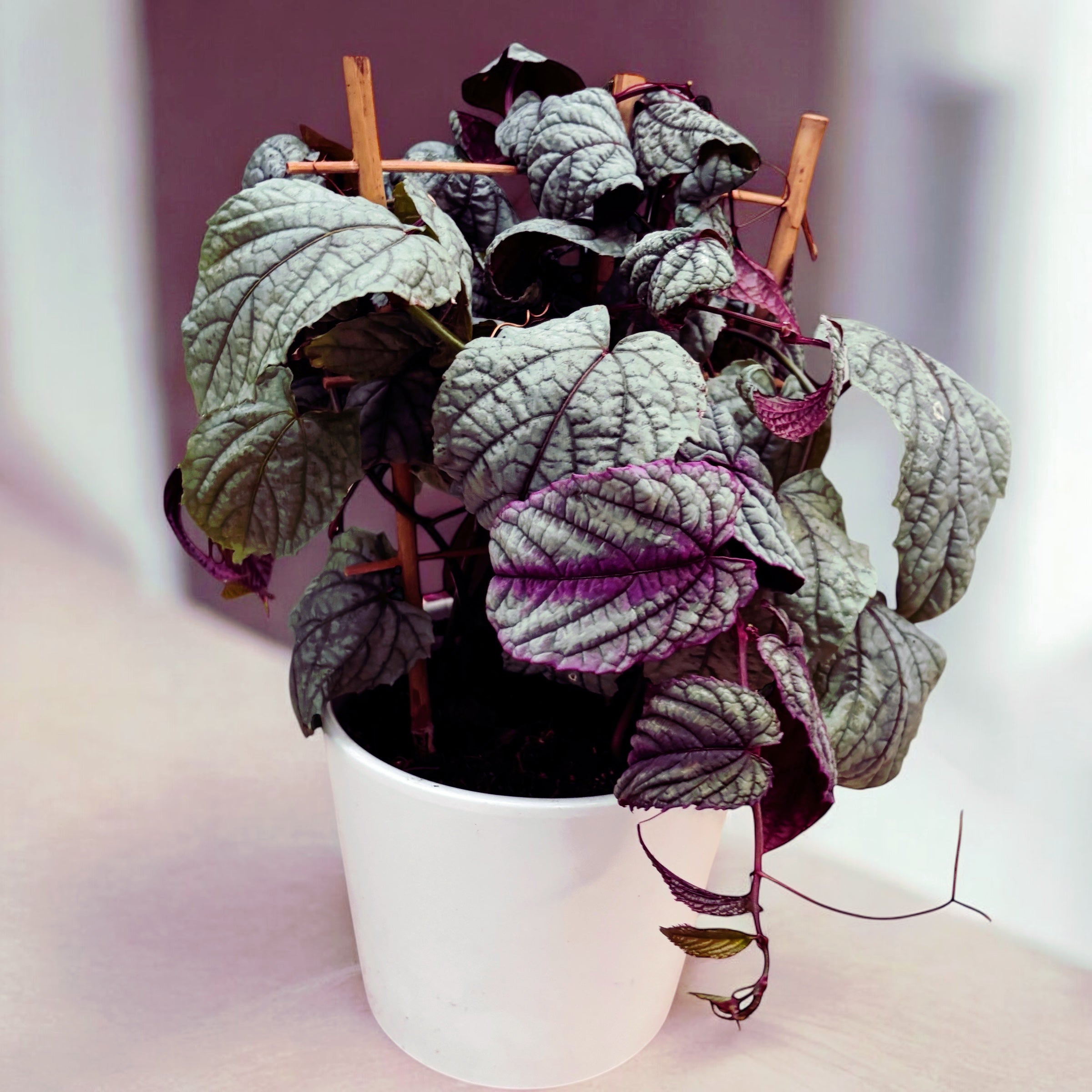 Cissus discolor ‘Floramag Violet Vine