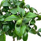 Lamai pe picior - Citrus lemon H60 cm