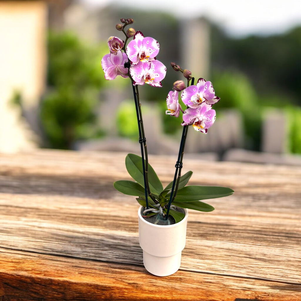 Phalaenopsis Allura Titania