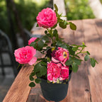 Rosa ‘Leonardo da Vinci’® - Trandafir floribunda, nostalgie si romantism