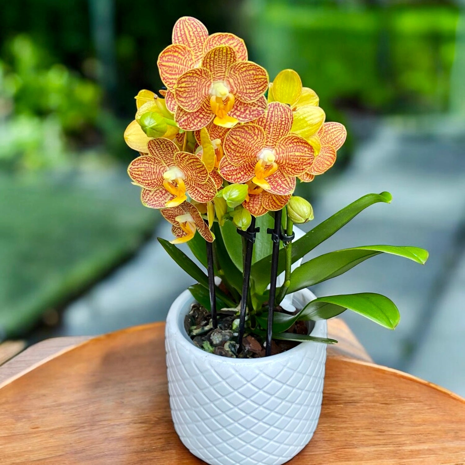 Phalaenopsis Indian Summer (Little Zorro) - orhidee premiata