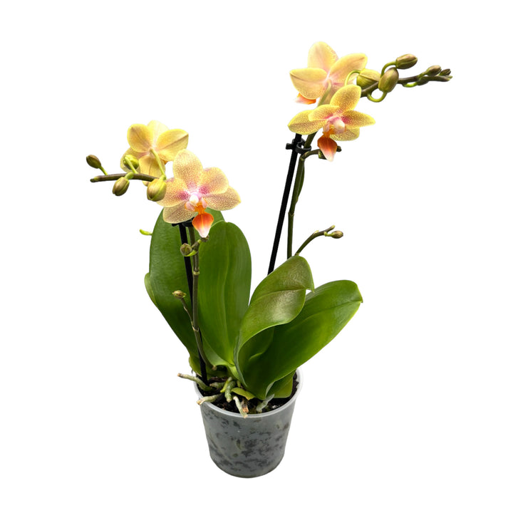 Phalaenopsis Ivoorkust