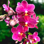 Phalaenopsis Aromio Fruity (Sogo Perfume) - интензивно ароматни цветя