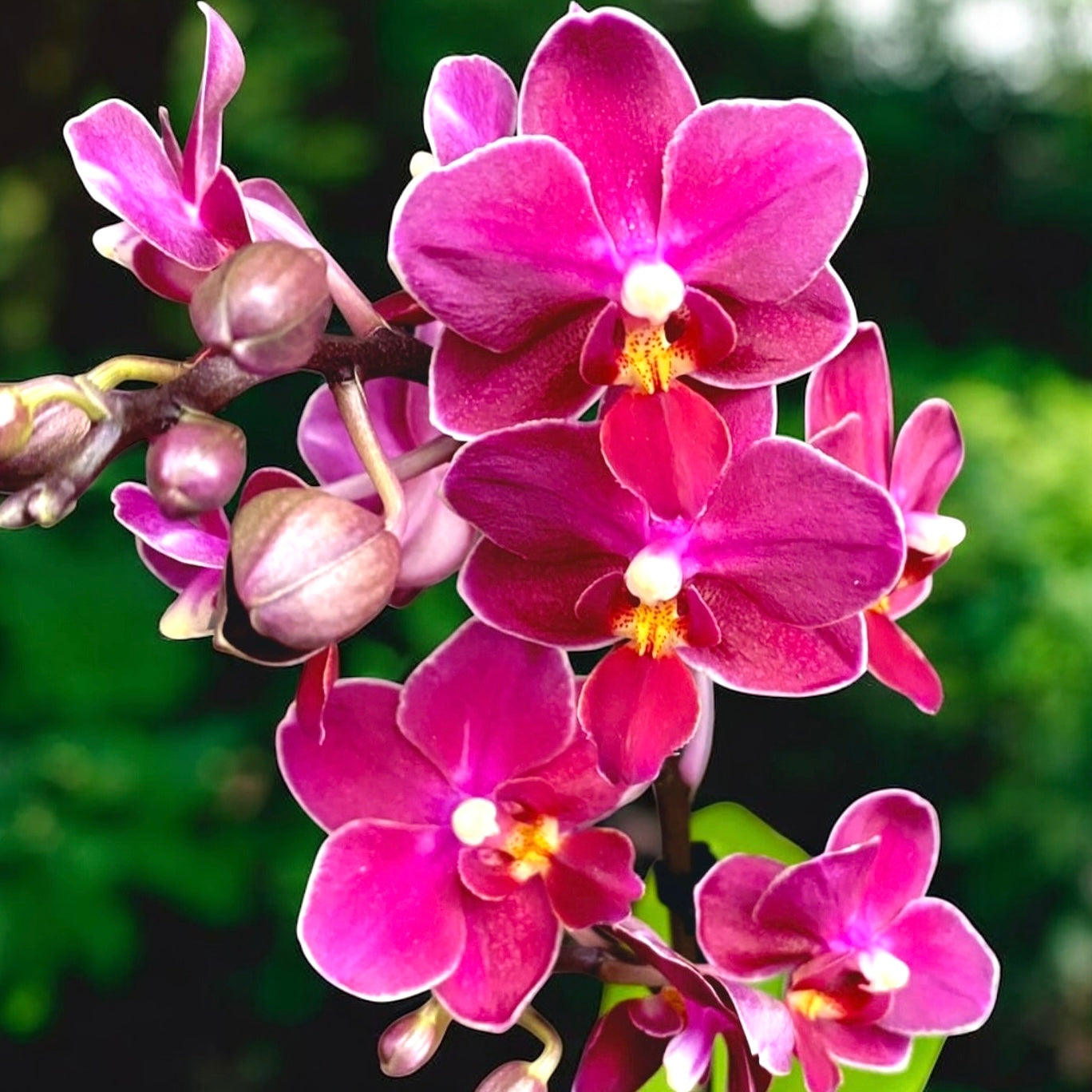 Phalaenopsis Aromio Fruity (Sogo Perfume) - flori intens parfumate