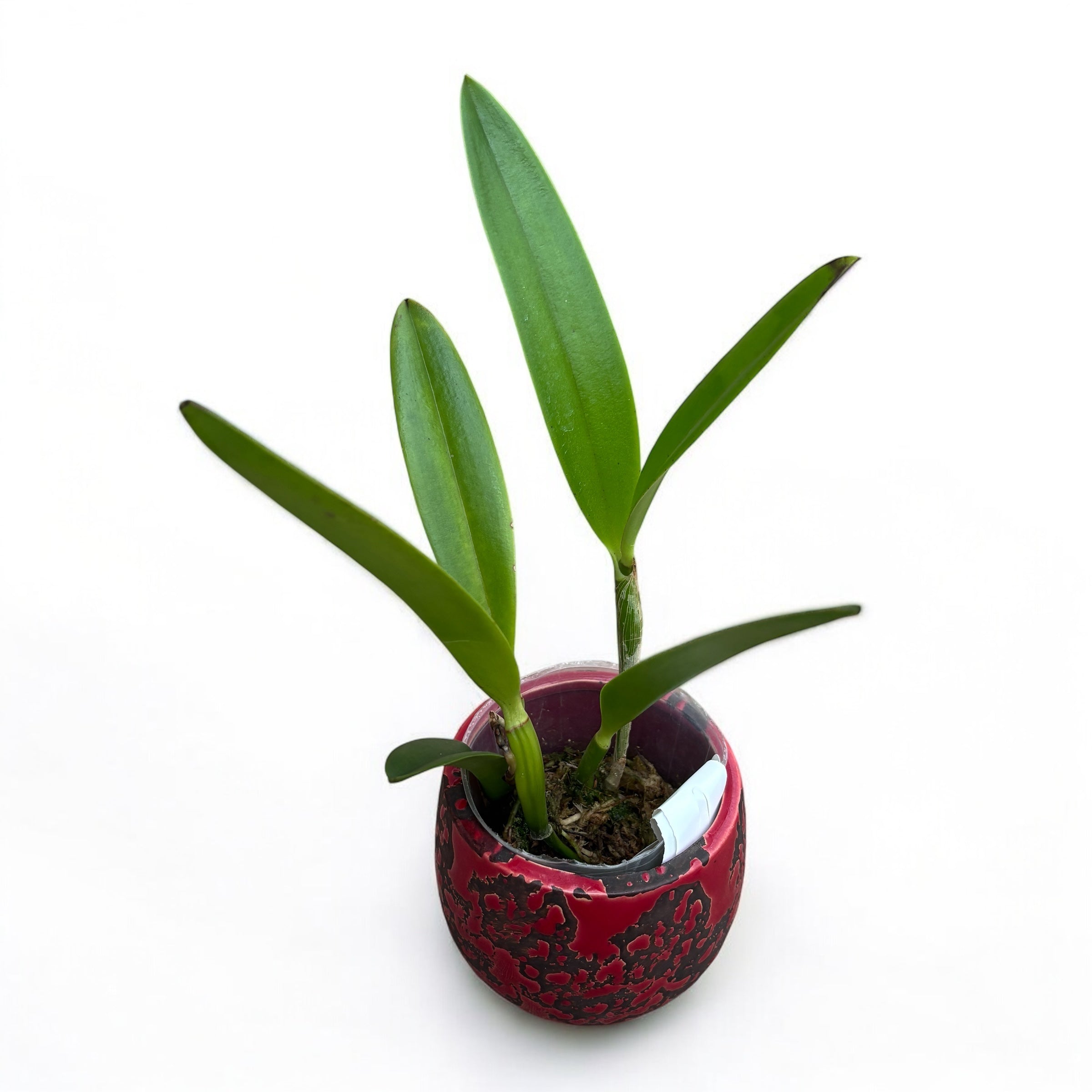 Brassocatanthe Taiwan Mermaid