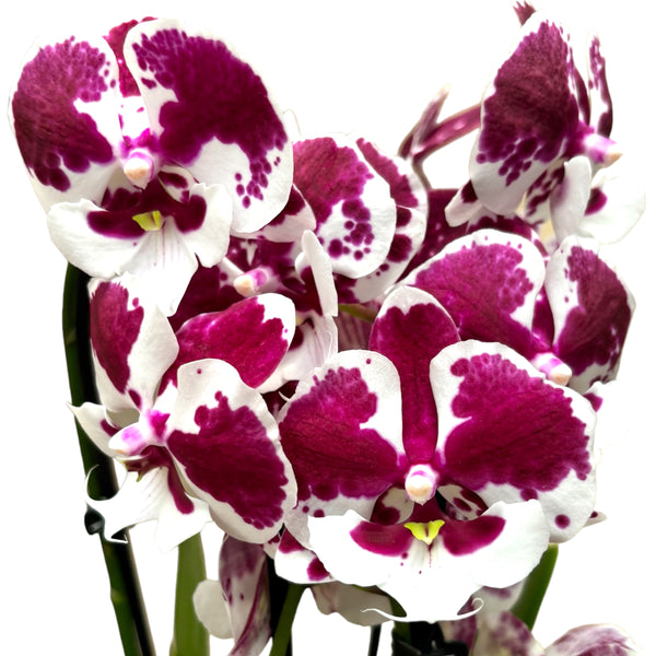 Phalaenopsis 'Untold Stories' big lip