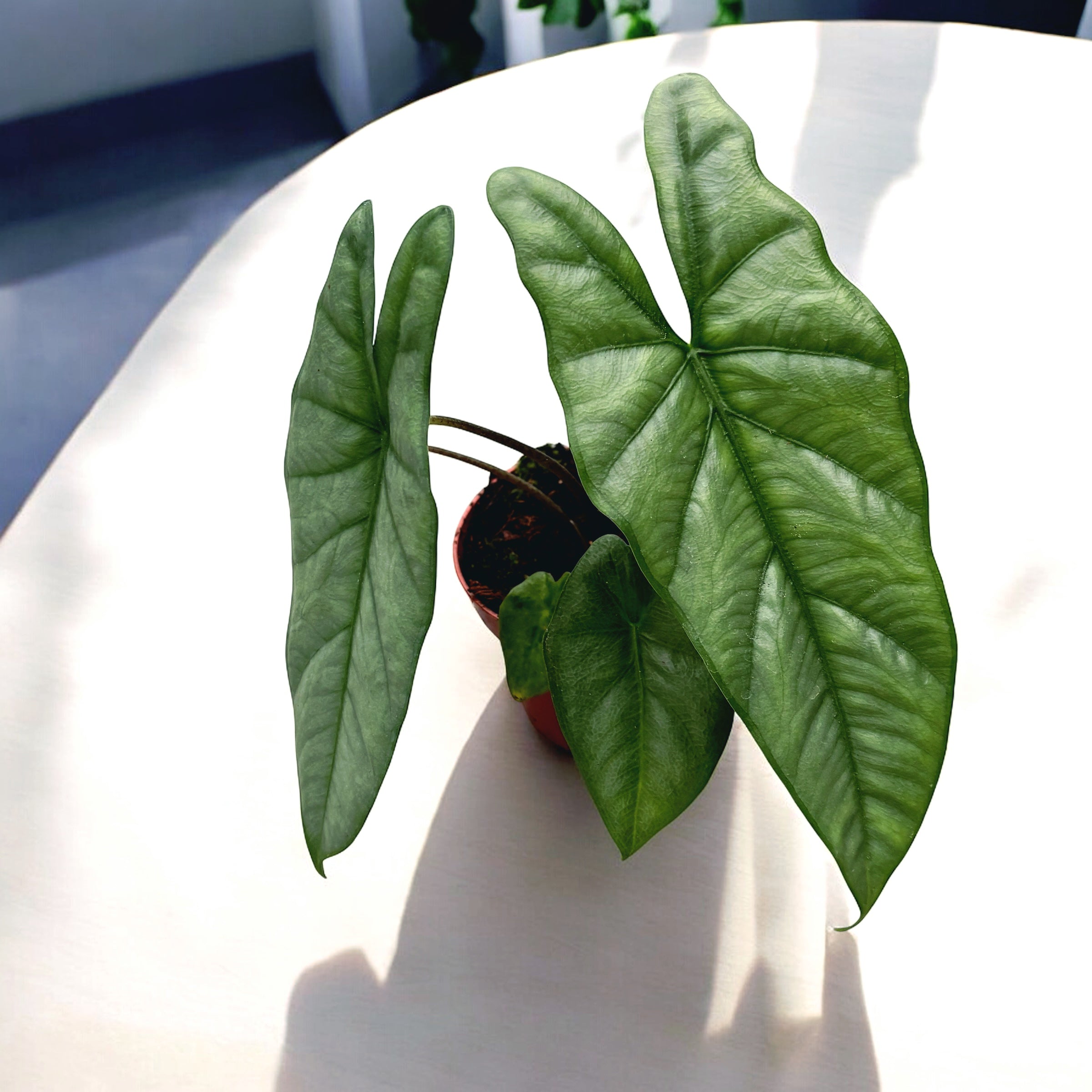 Alocasia heterophylla 'Corazon'