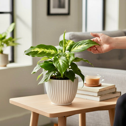 dieffenbachia camilla flower Dieffenbachia 'Camilla' – Secret Garden Plant Shop