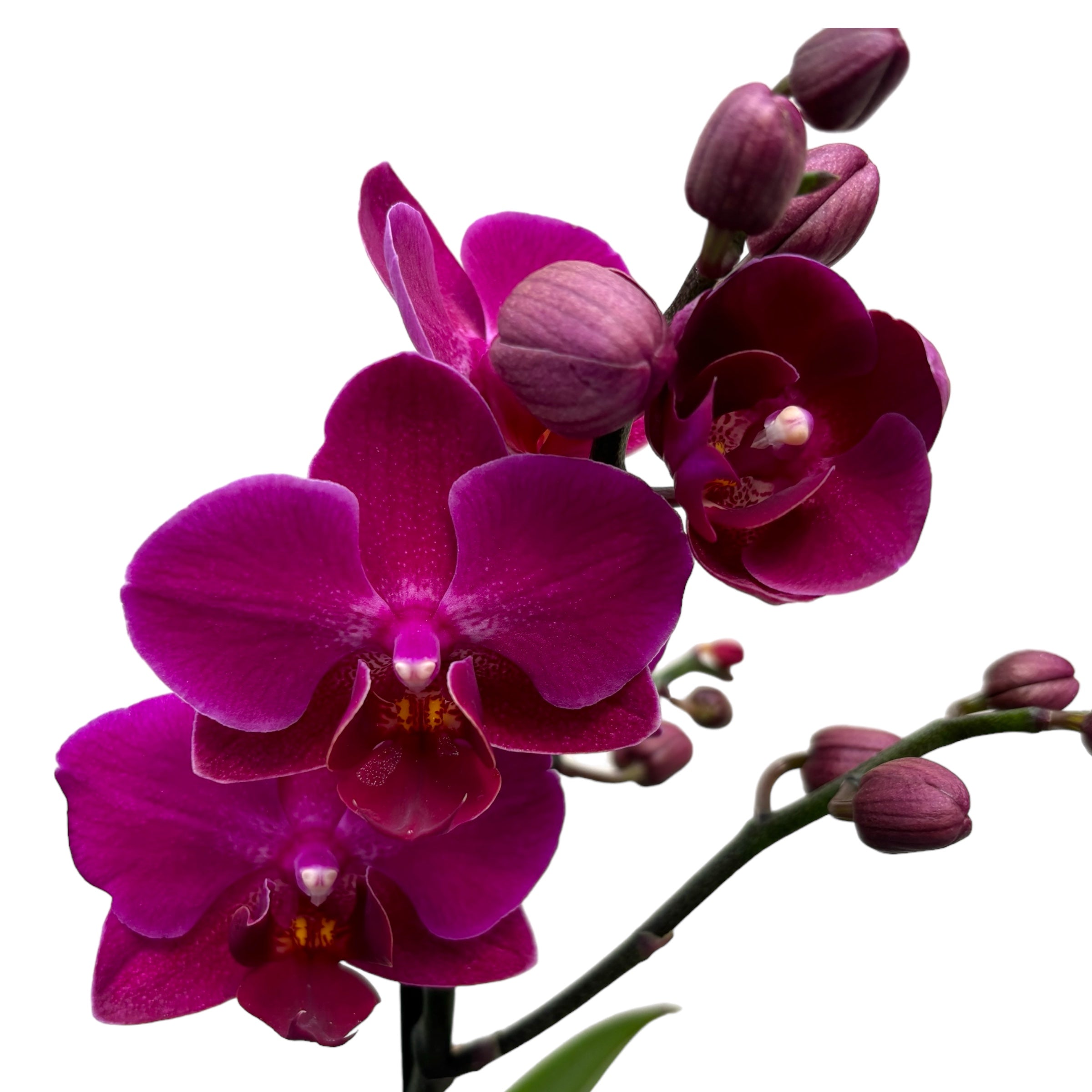 Phalaenopsis Brazilian Fever