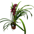 Cymbidium Red Beauty Roy