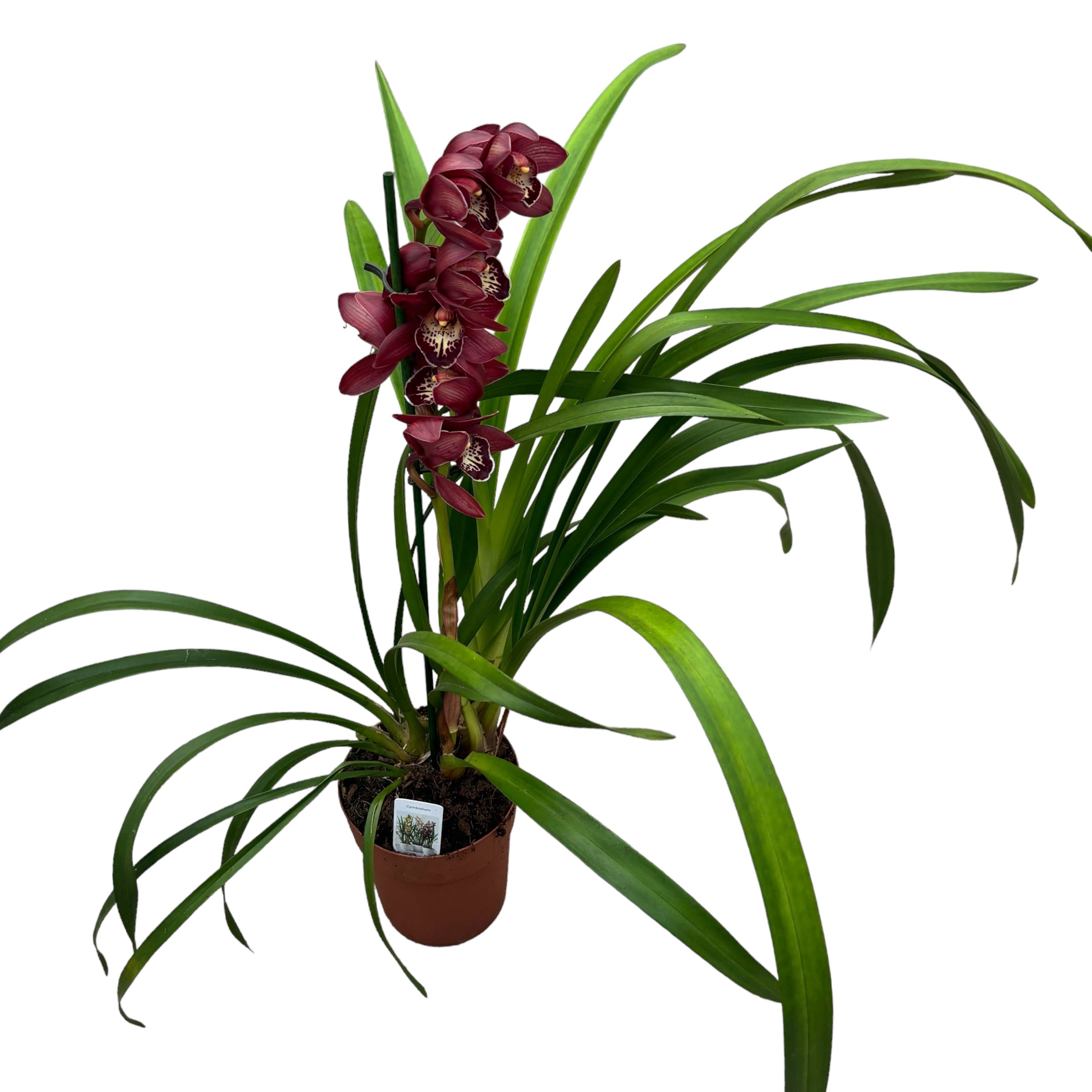 Cymbidium Red Beauty Roy