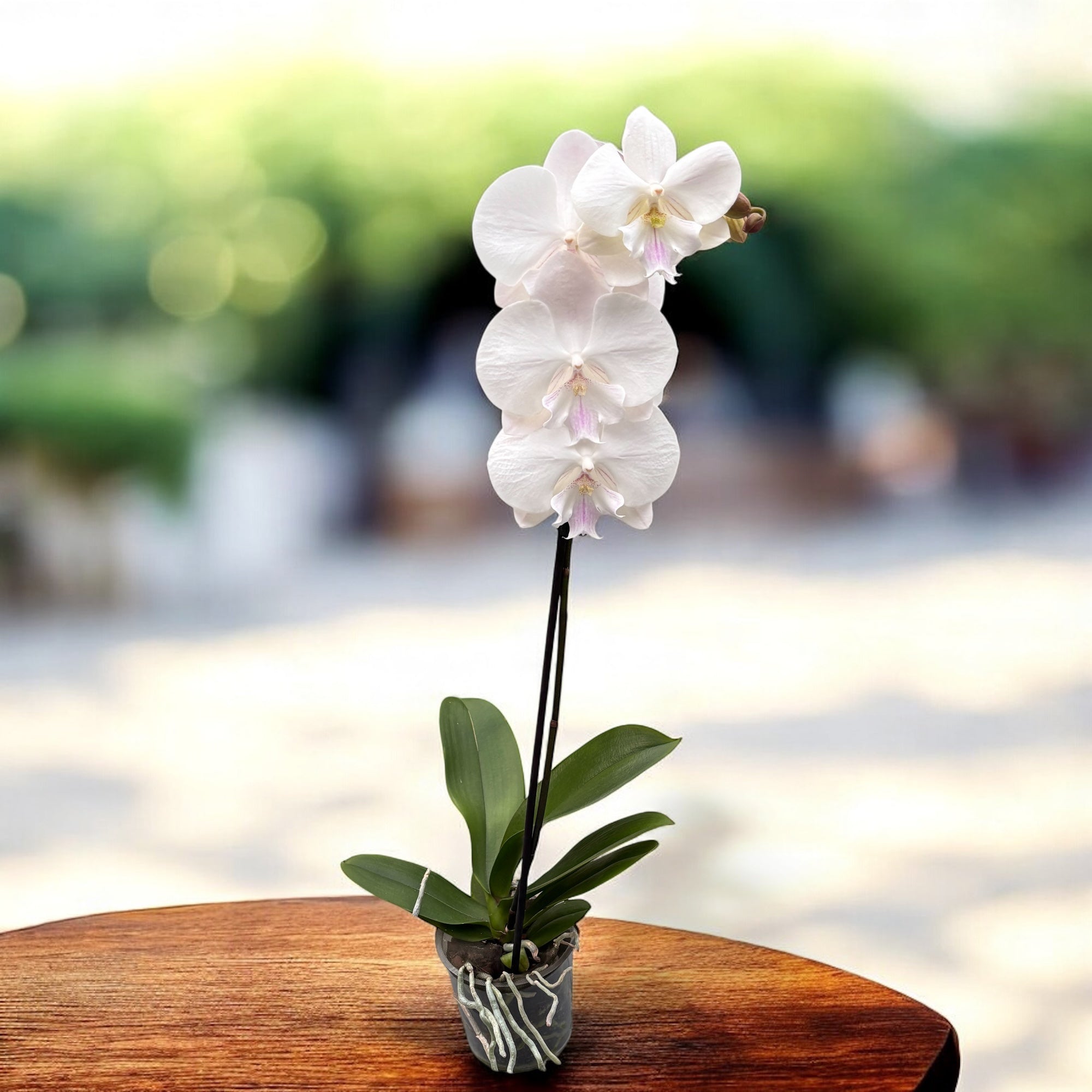 Phalaenopsis Manta Mindoro big lip