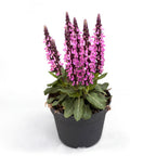 Salvia nemorosa ‘Midnight Rose’- Salvie perena rezistenta si melifera, perfecta pentru gradini insorite