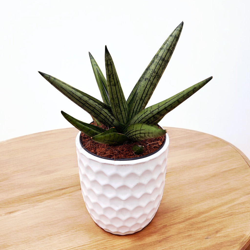 Sansevieria ‘Helios’