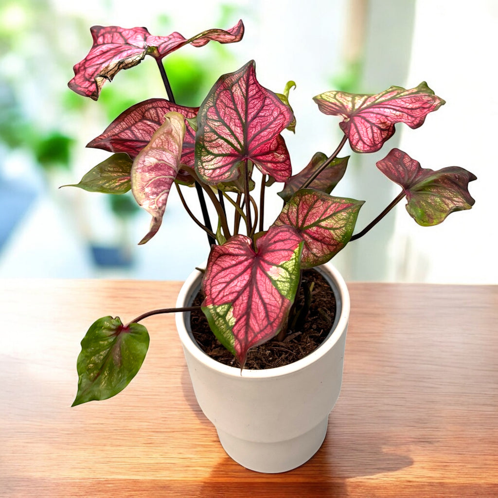 Caladium ‘Puppy Love’ - frunzis romantic in nuante de roz si verde pastel