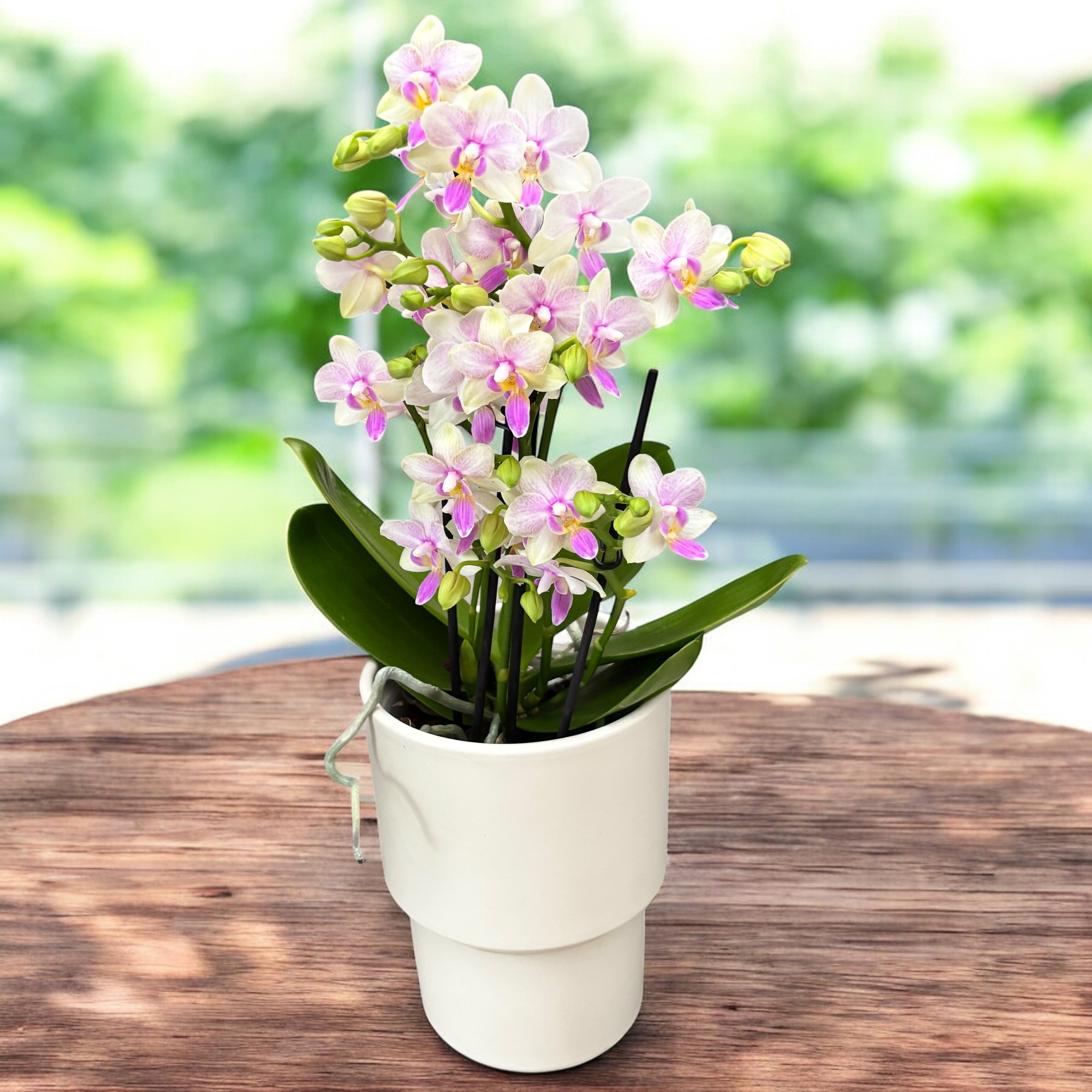 Phalaenopsis Blossom Bliss