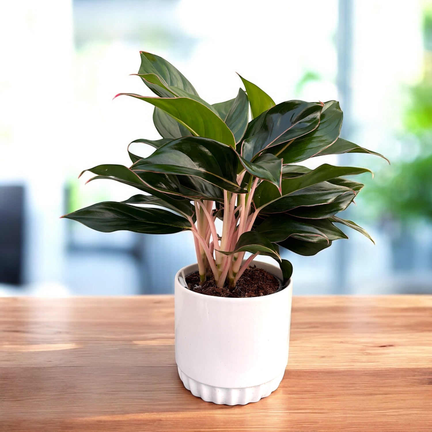 aglaonema sapphire Aglaonema 'Sapphire' – Secret Garden Plant Shop