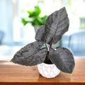 Alocasia chienlii 'Antoro Velvet' - babyplant