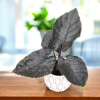 Alocasia chienlii 'Antoro Velvet' - babyplant