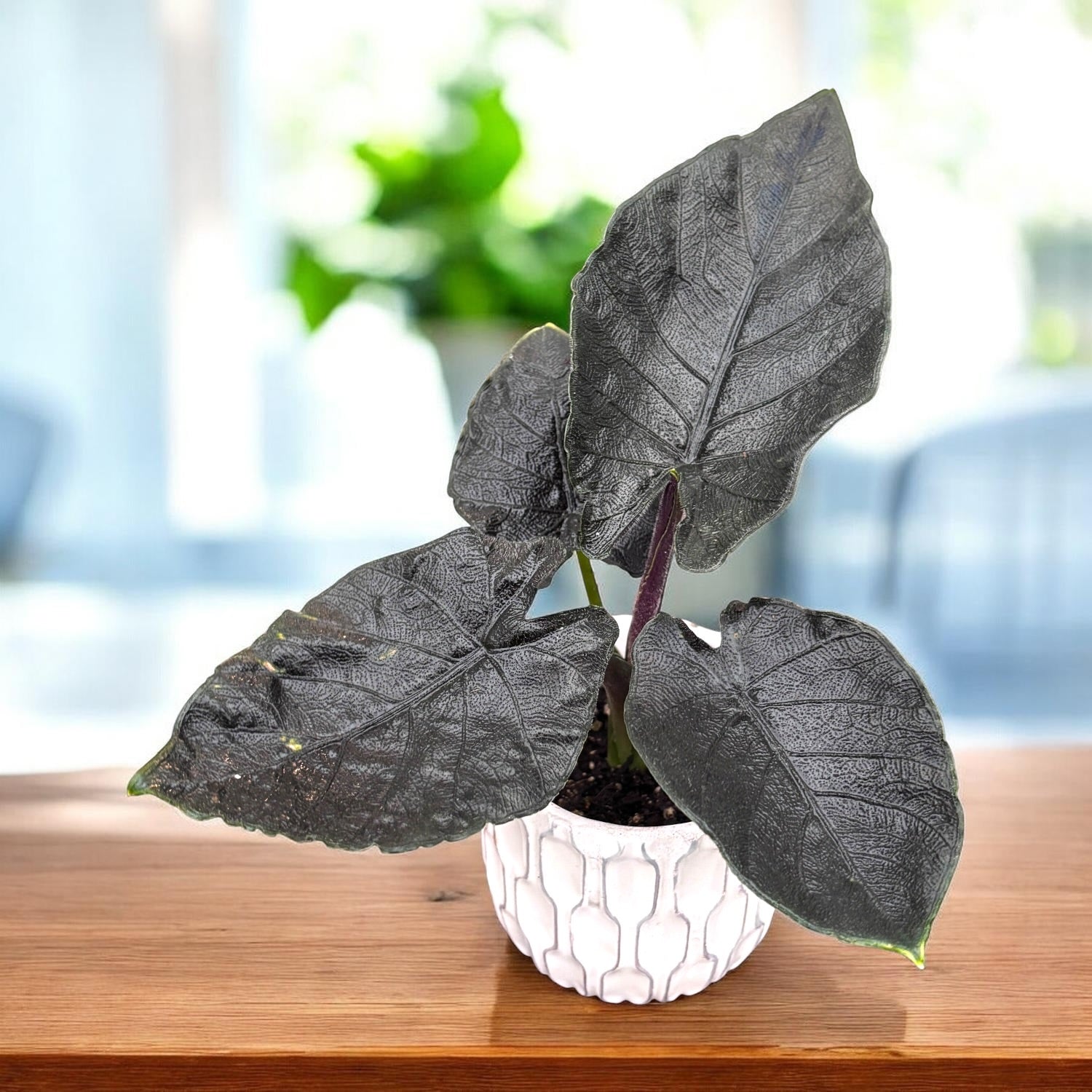 Alocasia chienlii 'Antoro Velvet' - babyplant
