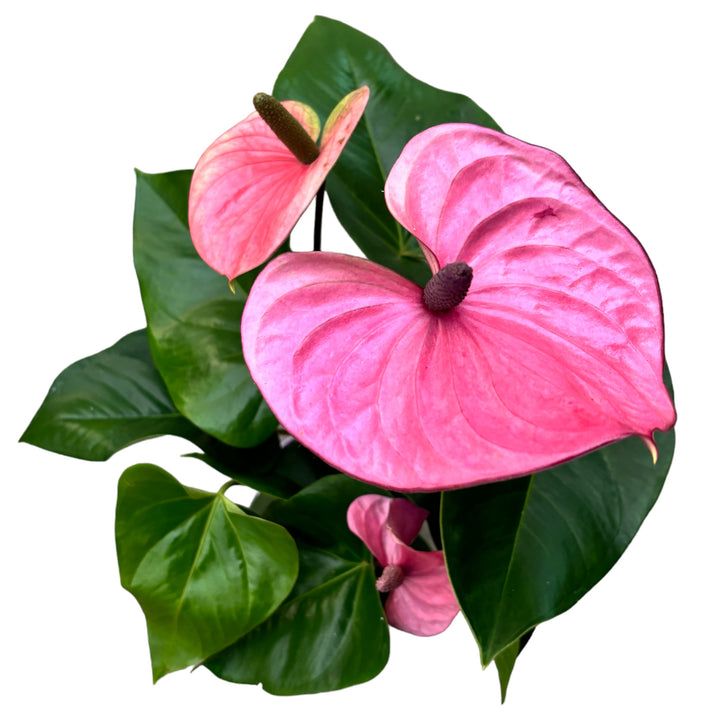 Anthurium ‘Cavalli’