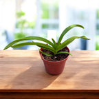 Vanda denisoniana 'Orange' - parfumata