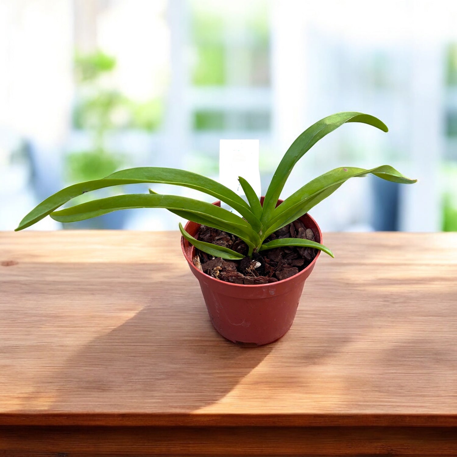 Vanda denisoniana 'Orange' - parfumata