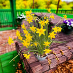 Narcise galbene cu flori mari  - Narcissus ‘Early Sensation’