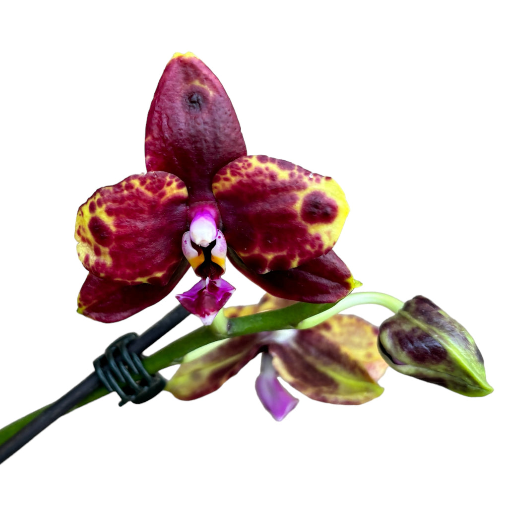 Phalaenopsis Allura 'Voodoo' *parfumat