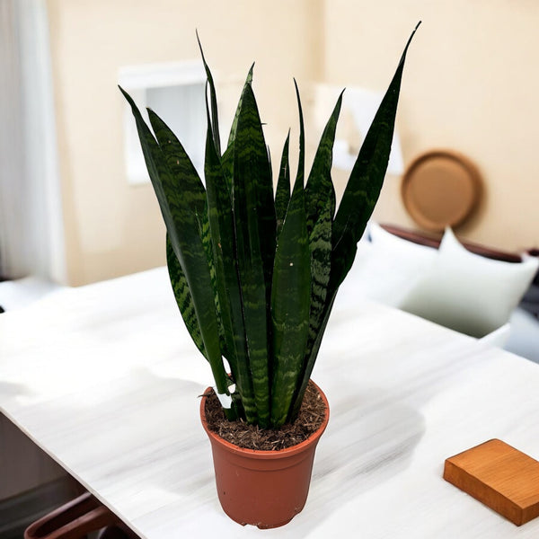 Sansevieria trifasciata ‘Black Coral’ D17