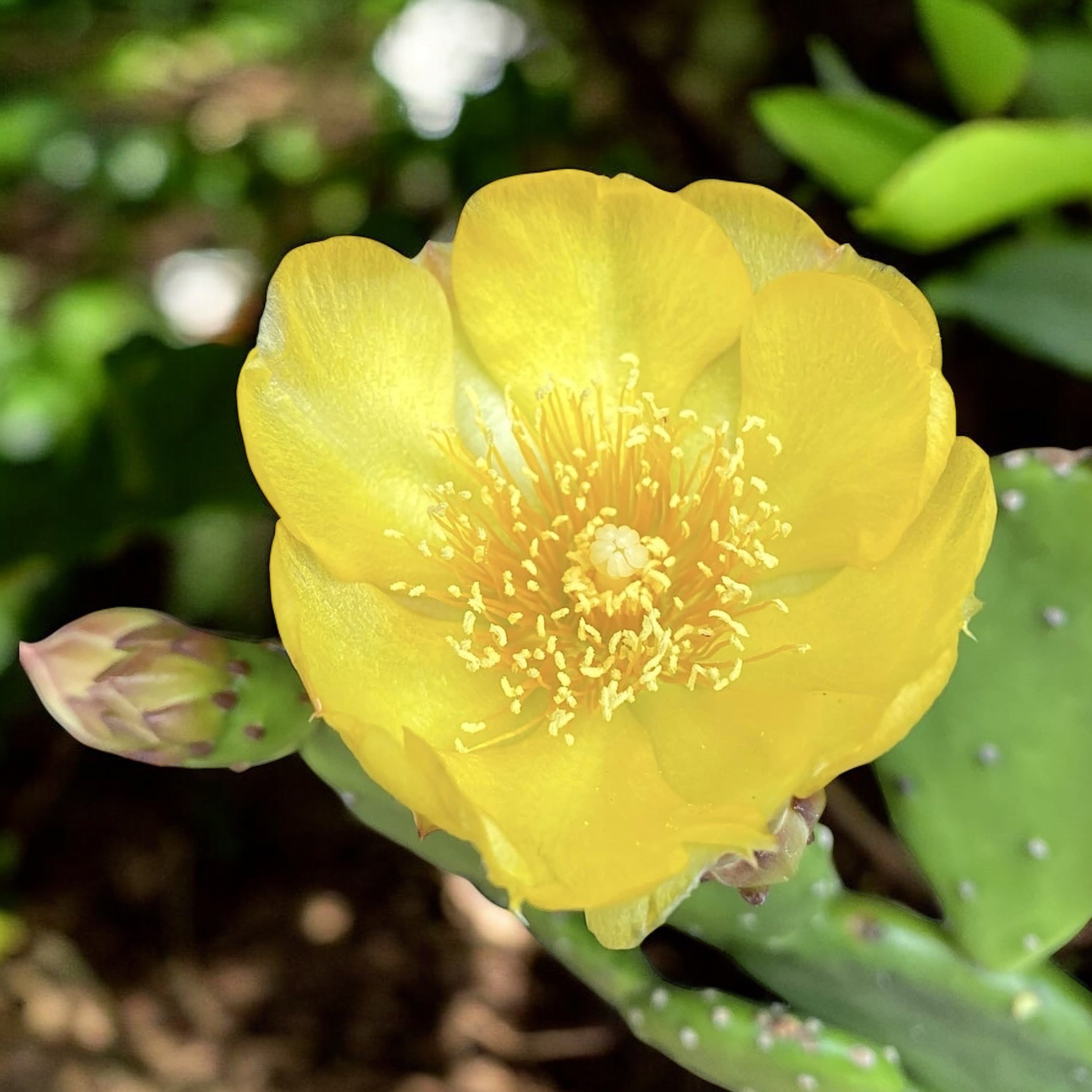 Cactus de gradina cu fructe si frunze comestibile - Opuntia humifusa (Devil's Tongue)
