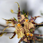 Oncidium (Cyrtocidium) Holm’s Wizard var. #02 - fiori intensamente profumati