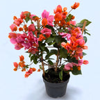 Bougainvillea 'Dania Orange' - Oranžová papierová kvetina