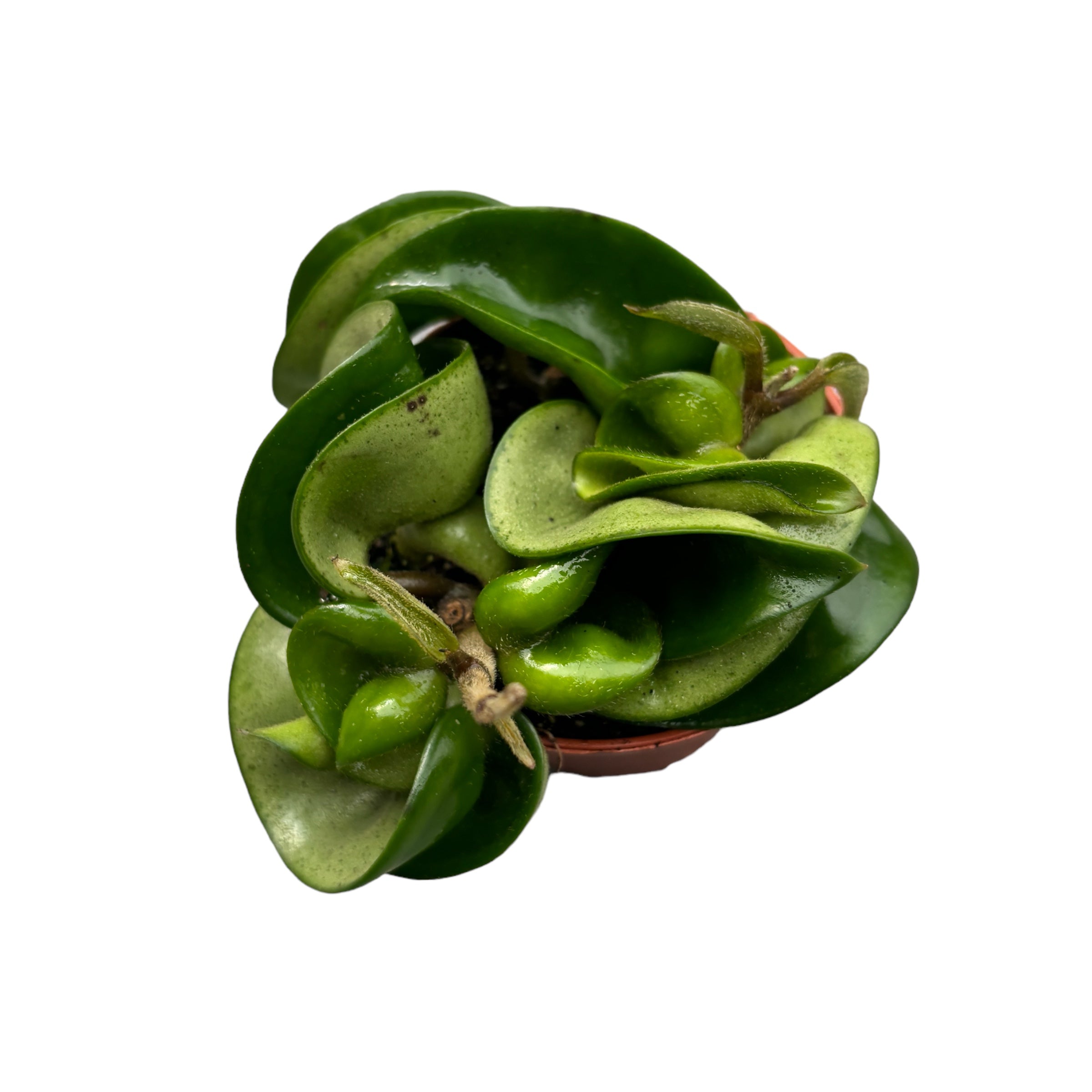 Hoya compacta D6 (Hindu Rope) - parfum de migdale