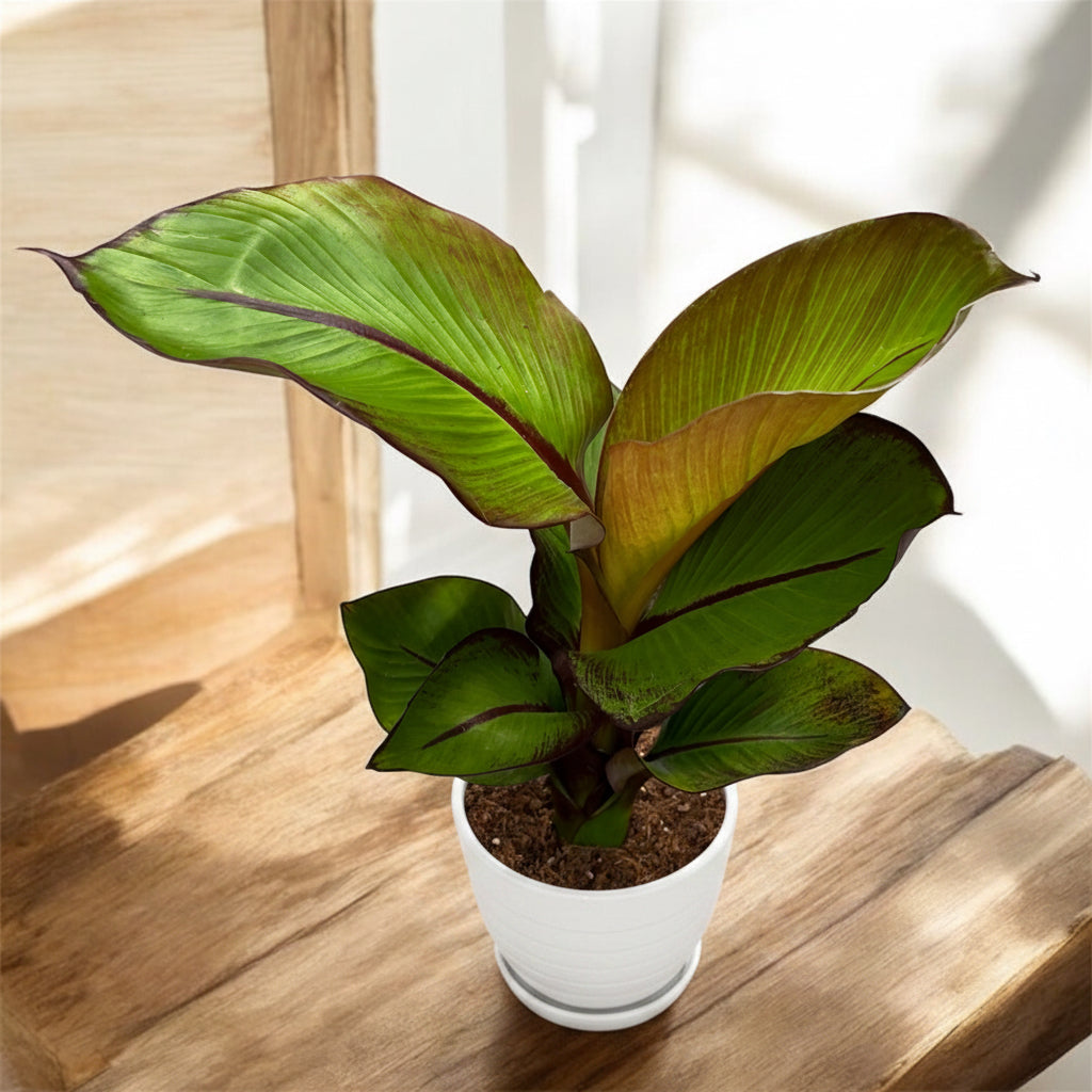 Ensete ventricosum 'Maurelii' (Banano Rojo) Ensete ventricosum 'Maurelii' (Banano Rojo) - follaje espectacular color bordo