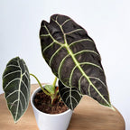 Alocasia ‘Watsoniana’ – tropikalna elegancja z imponującymi liśćmi i metalicznie zielonymi refleksami